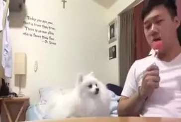 Adorable chien évite les yeux de son maître