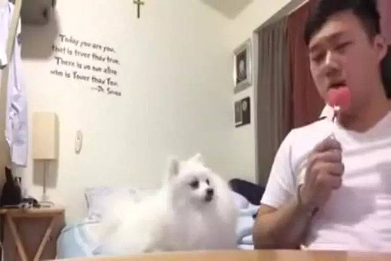 Adorable chien évite les yeux de son maître