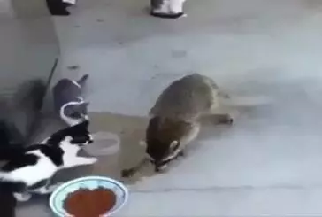 Raton laveur vole de la nourriture dans le bol des chats