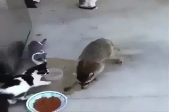 Raton laveur vole de la nourriture dans le bol des chats