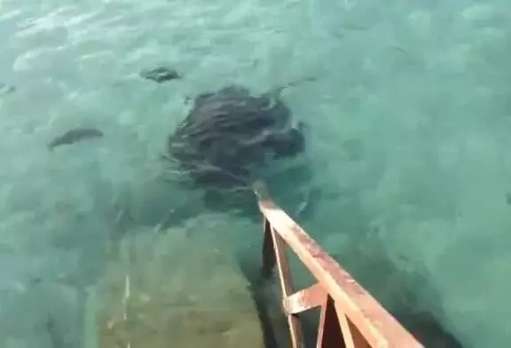 Une raie saute sur la rampe pour avoir de la nourriture