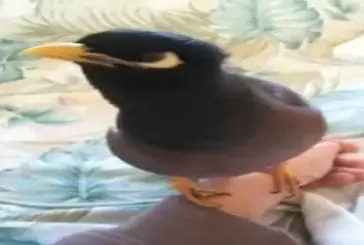 Conversation matinale avec un oiseau kaleo