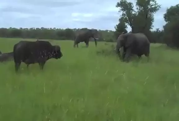 Jeune éléphant défie un buffle grincheux