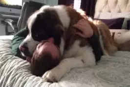 Enorme Saint-Bernard a besoin de calins
