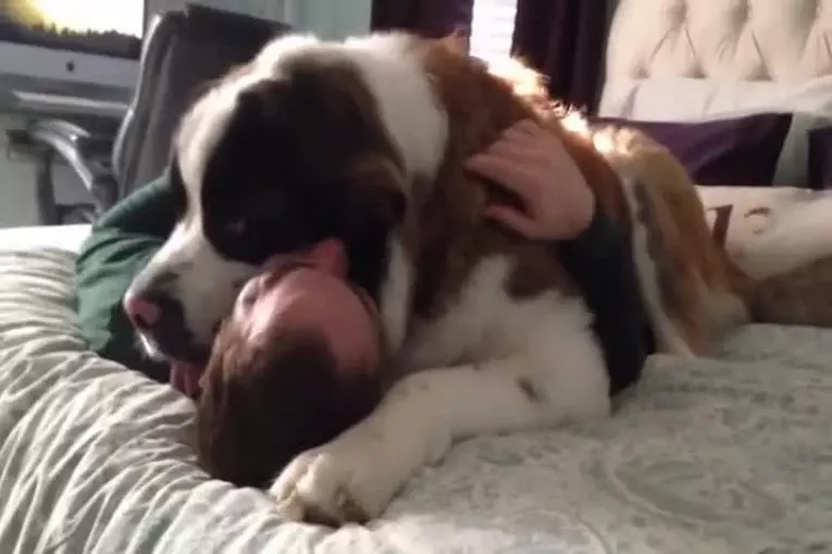 Enorme Saint-Bernard a besoin de calins