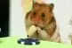 Petit hamster vs Kobayashi