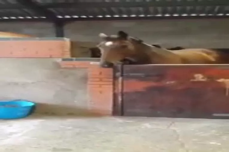 Cheval est tout au sujet de cette basse