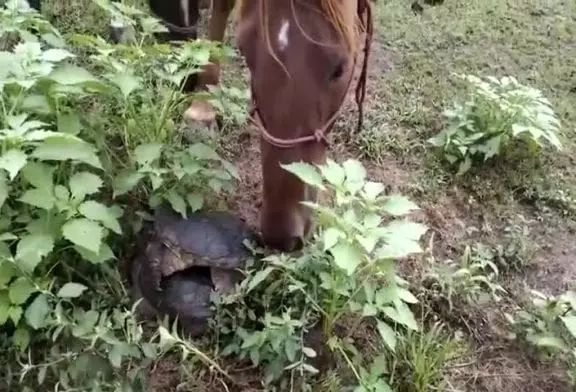 Cheval curieux trouve une tortue serpentine