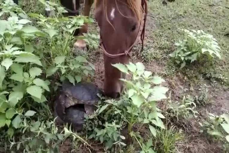Cheval curieux trouve une tortue serpentine