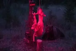 Défaites d’ours intelligents électrifiés cerf