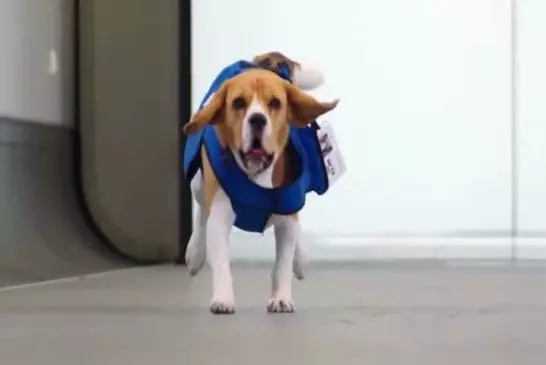 Canine de KLM perdu et retrouvé service