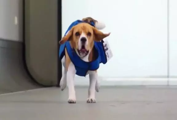Canine de KLM perdu et retrouvé service