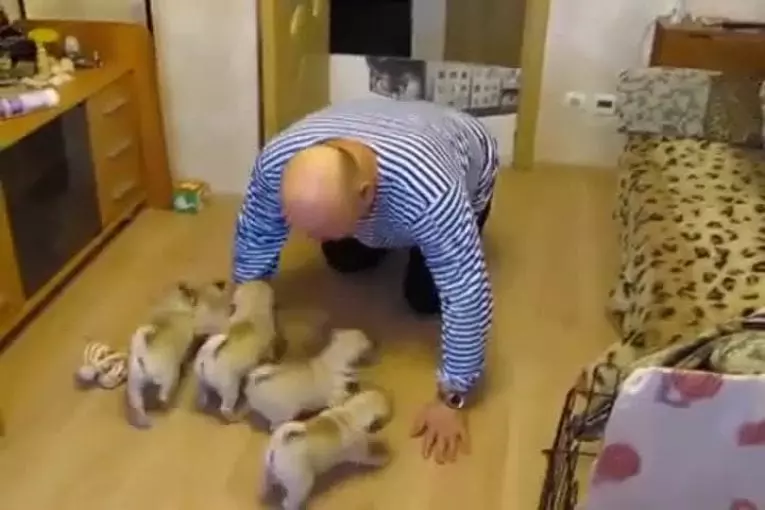 Puppyies adorables veulent jouer