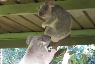 Fou lutte de koala