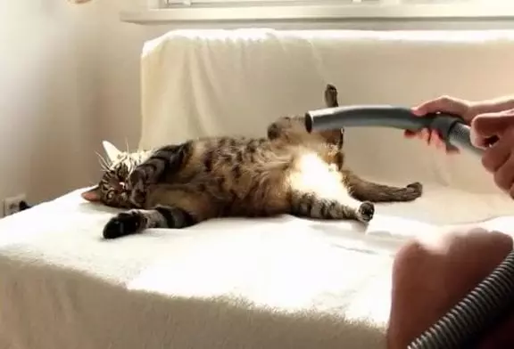 Chat aime vraiment être aspiré