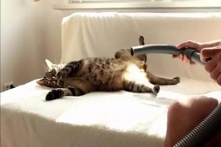 Chat aime vraiment être aspiré