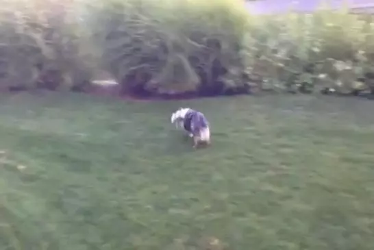 Chien essaie de capter l’eau