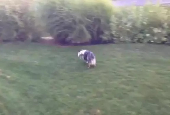 Chien essaie de capter l’eau