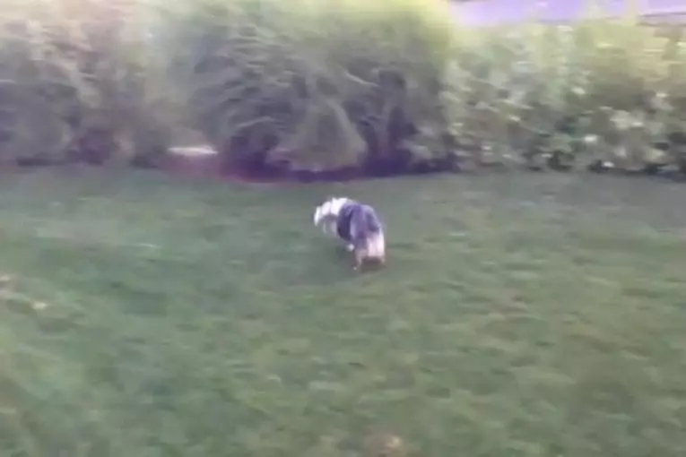 Chien essaie de capter l’eau