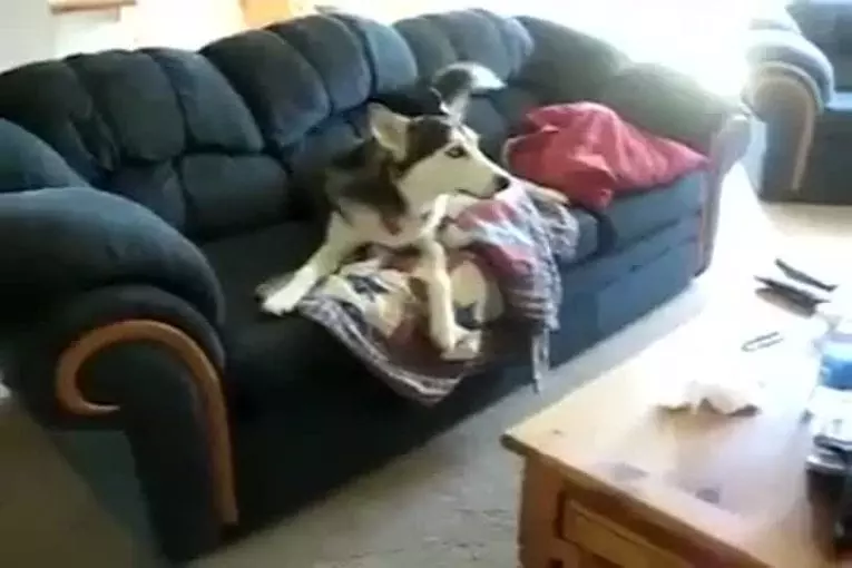 Chien bavard aime tv