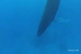 Images rares d’une baleine à bosse dormir