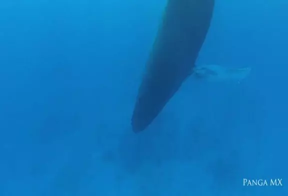 Images rares d’une baleine à bosse dormir