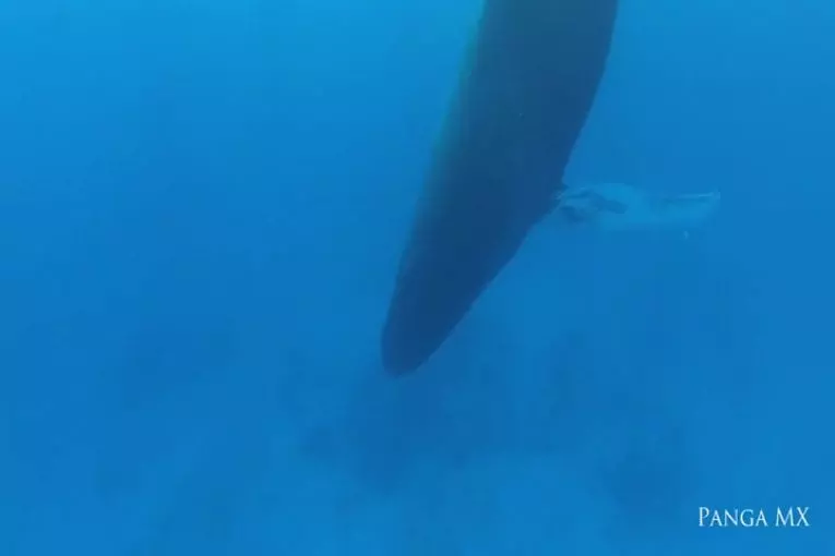 Images rares d’une baleine à bosse dormir