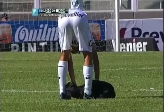 Chien interrompt jeu de soccer pour un massage du ventre