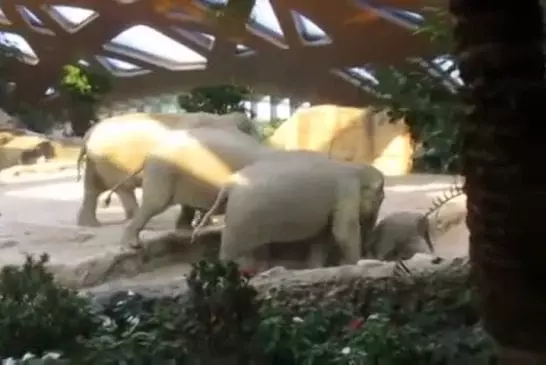 Eléphants viennent à la rescousse de bébé éléphant qui est tombé sur