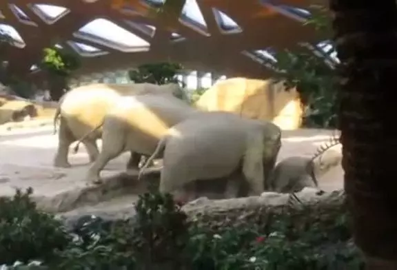 Eléphants viennent à la rescousse de bébé éléphant qui est tombé sur