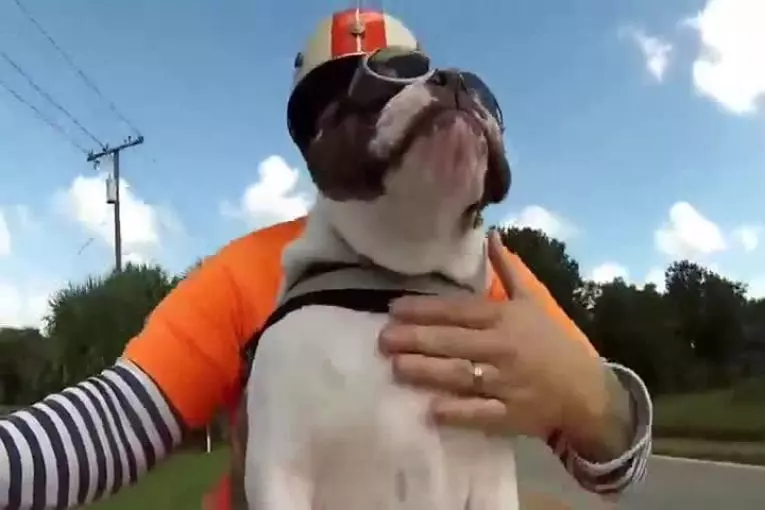Bulldog anglais vagues à d’autres motards