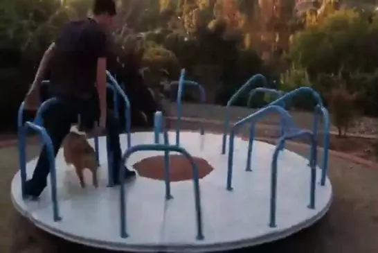 Corgi sur un carrousel