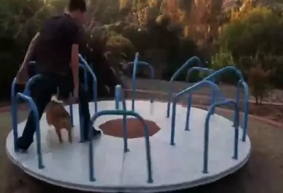 Corgi sur un carrousel