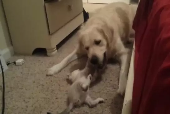 Un Golden Retriever et un chaton jouent ensemble