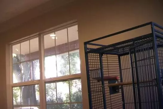 Perroquet attaque un violoniste