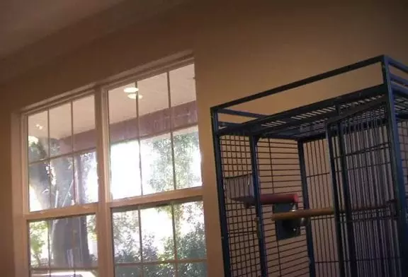 Perroquet attaque un violoniste