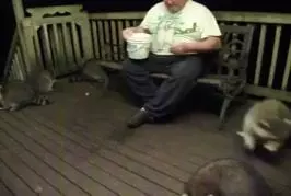 Un groupe de ratons laveurs manger du beurre d’arachide