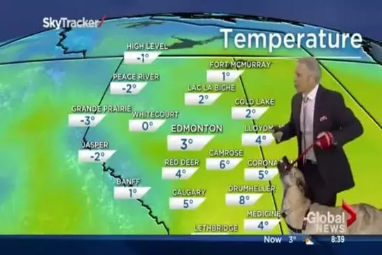 Ondulation le chien ne se soucie pas de Mike Sobel et les prévisions météo