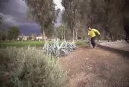 Le chien de parkour