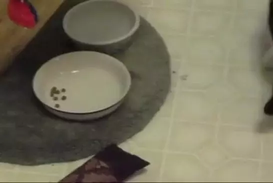 Jeff Goldblum raconte une vidéo de la maison de son chat