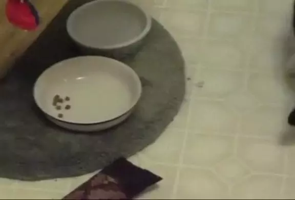 Jeff Goldblum raconte une vidéo de la maison de son chat