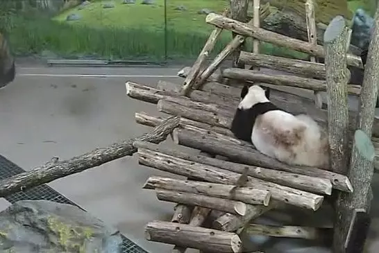 Zoo de Toronto panda géant surpris par écureuil