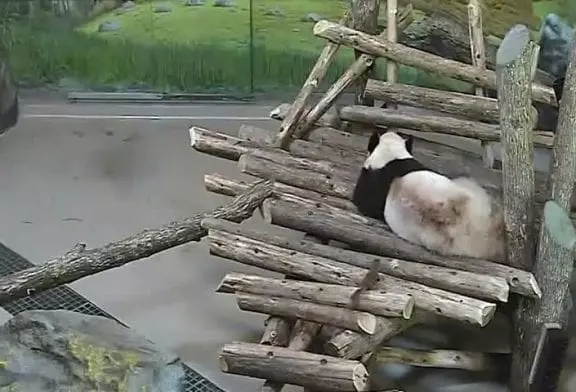 Zoo de Toronto panda géant surpris par écureuil