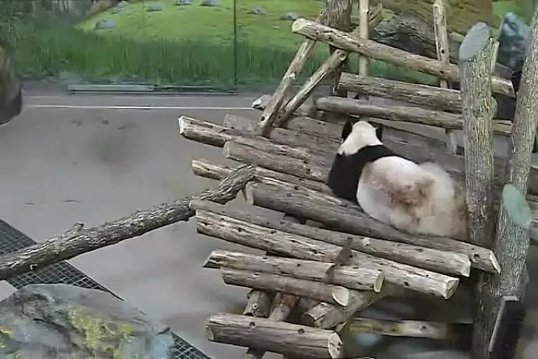Zoo de Toronto panda géant surpris par écureuil