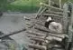 Zoo de Toronto panda géant surpris par écureuil