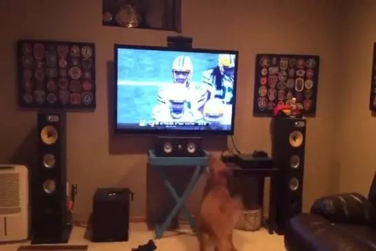 Chien manqué de regarder le football