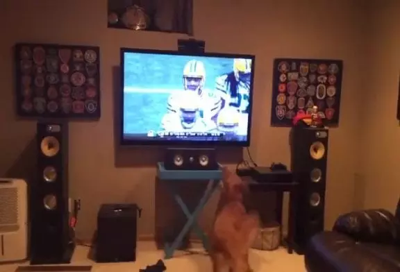 Chien manqué de regarder le football