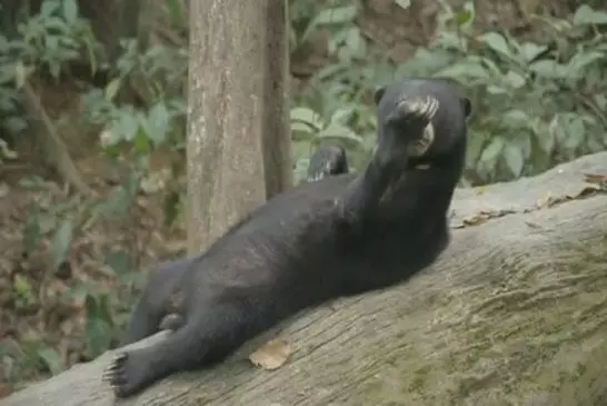 Supporter de détente sur un arbre tombé