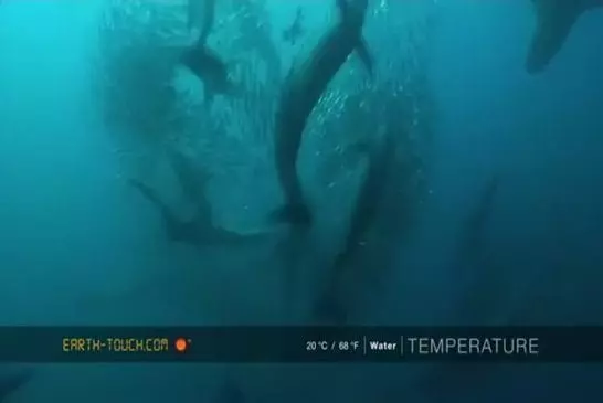 Puissante baleine rejoint la frénésie sur un banc de sardines