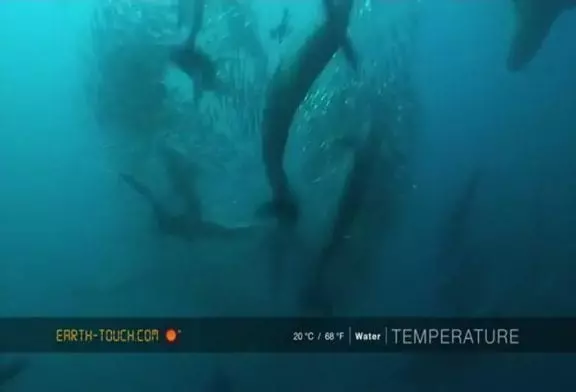 Puissante baleine rejoint la frénésie sur un banc de sardines